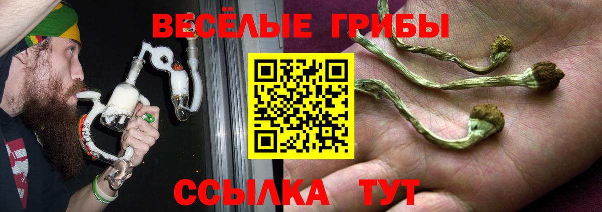 что такое   Вход с VPN  Балабаново  Галлюциногенные грибы Psilocybe 